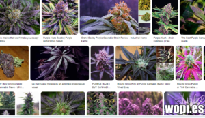 Galería de tipos de marihuana morada como purple hace
